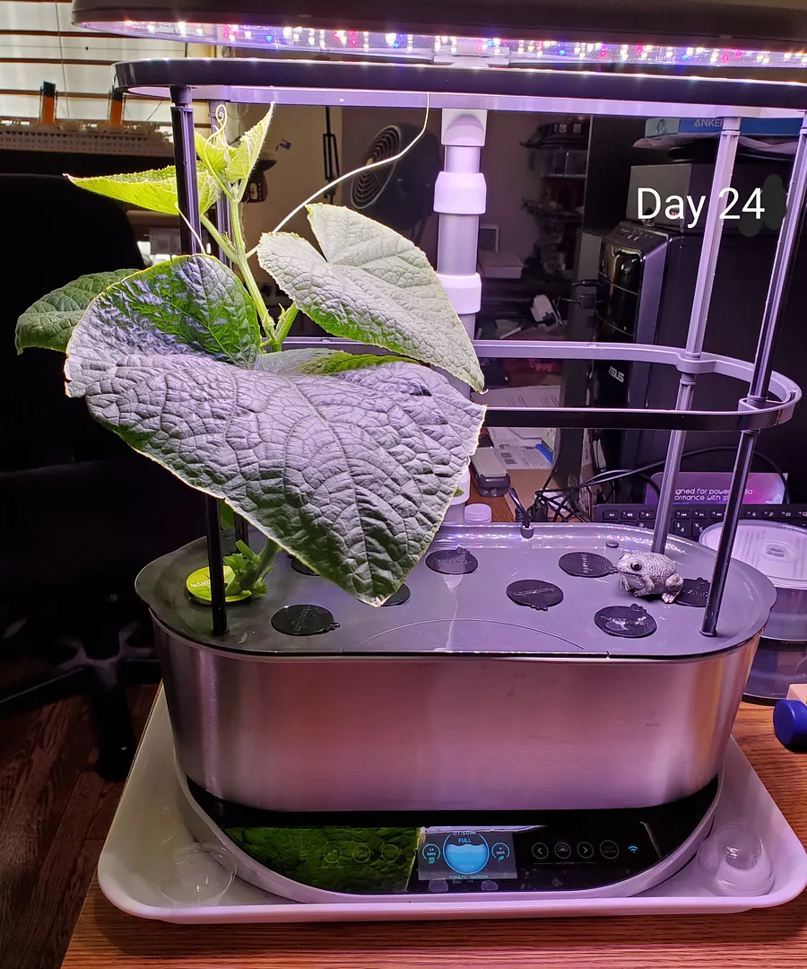 Update #3: Day 24. The Mini Munch cukes are almost too big to transplant. I finally got the Earth Box assembled, so the wea…