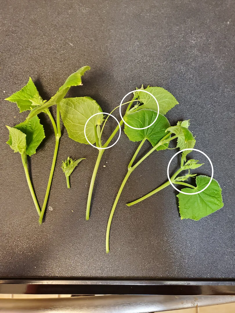Update #4: Day 31. The AG Mini Munch has reached the full Bounty Elite height, and the third trellis. I'm trying to keep th…