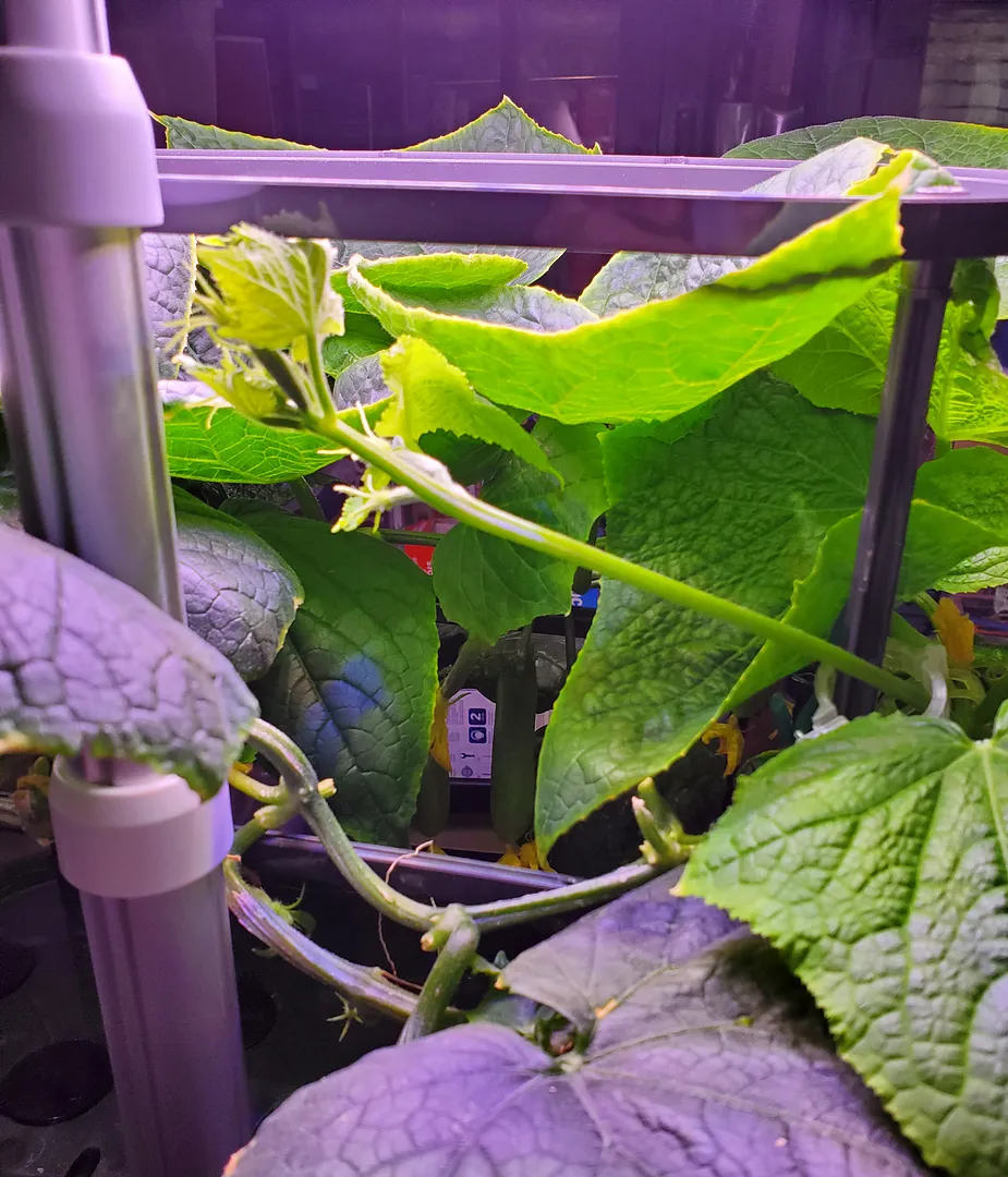 Update #13: The cuke continues to be willing to circle around the Bounty trellis. Front view, with small, harvestable cukes.…