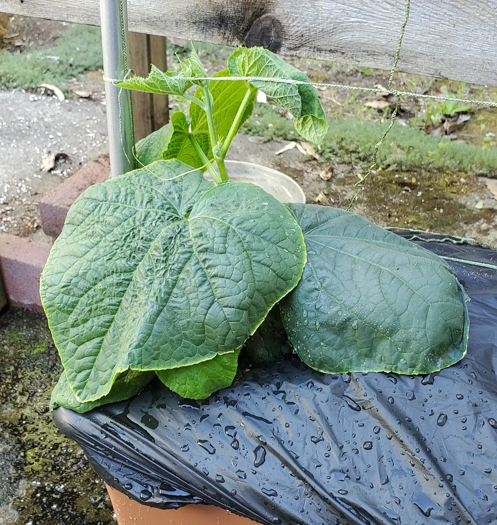 Update #3: Day 24. The Mini Munch cukes are almost too big to transplant. I finally got the Earth Box assembled, so the wea…