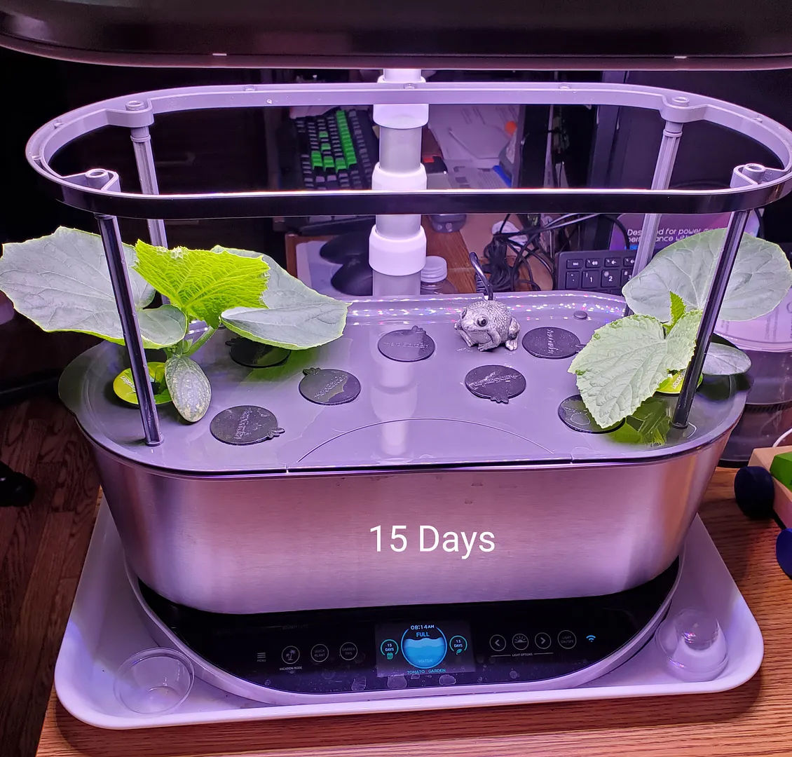 Long-Running Mini Munch Cucumber Trained Around a Bounty Trellis