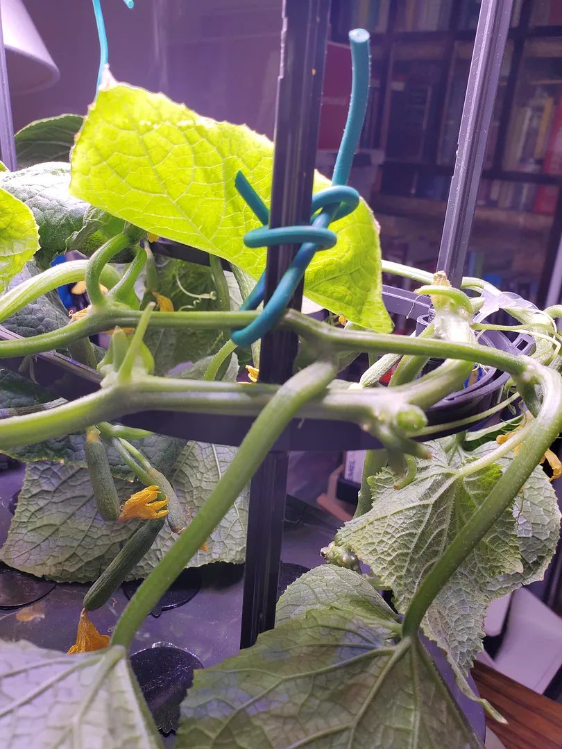 Update #7: Today I decided to rewrap the Mini Munch vine, to save height in the AG. Some of the healthy leaves ended up gro…