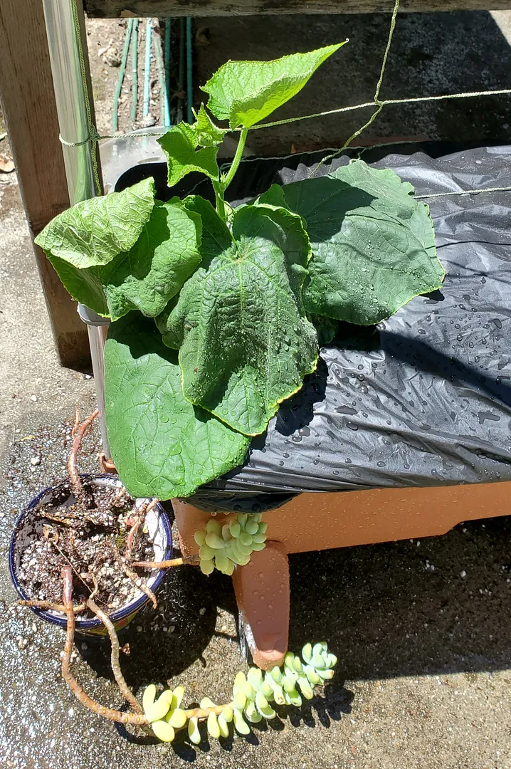 Update #3: Day 24. The Mini Munch cukes are almost too big to transplant. I finally got the Earth Box assembled, so the wea…