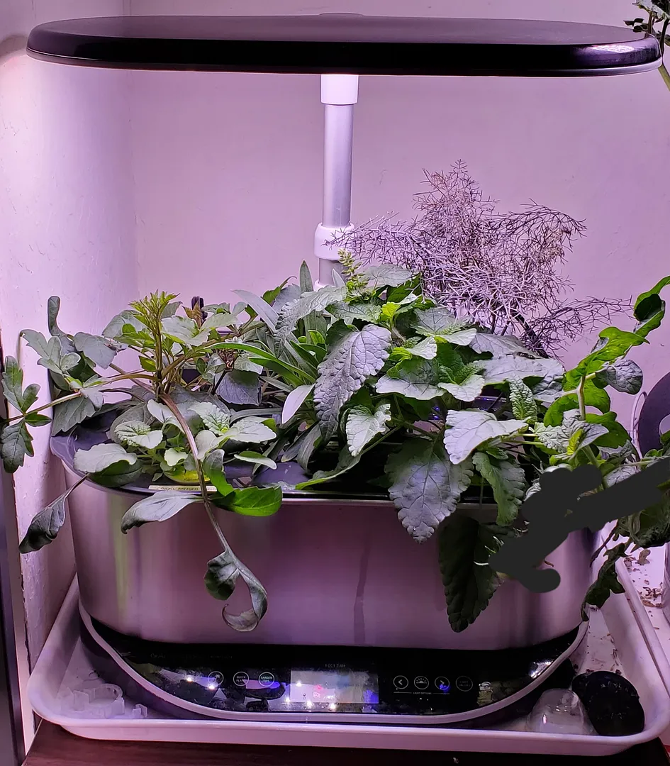 Update #7: All of these were started at the same time in a Farm 12XL. They're now at 32 days. Several will have to go outdo…