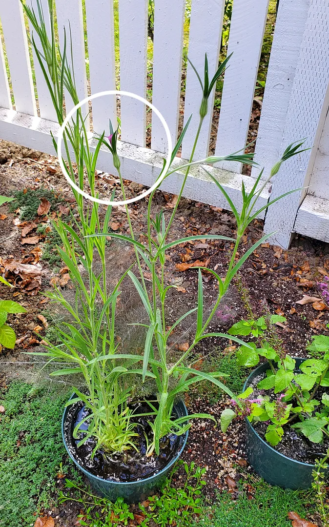 Update #16: The Hummingbird Salvia has been blooming for several weeks, and is looking ratty now. The blooms never open up a…