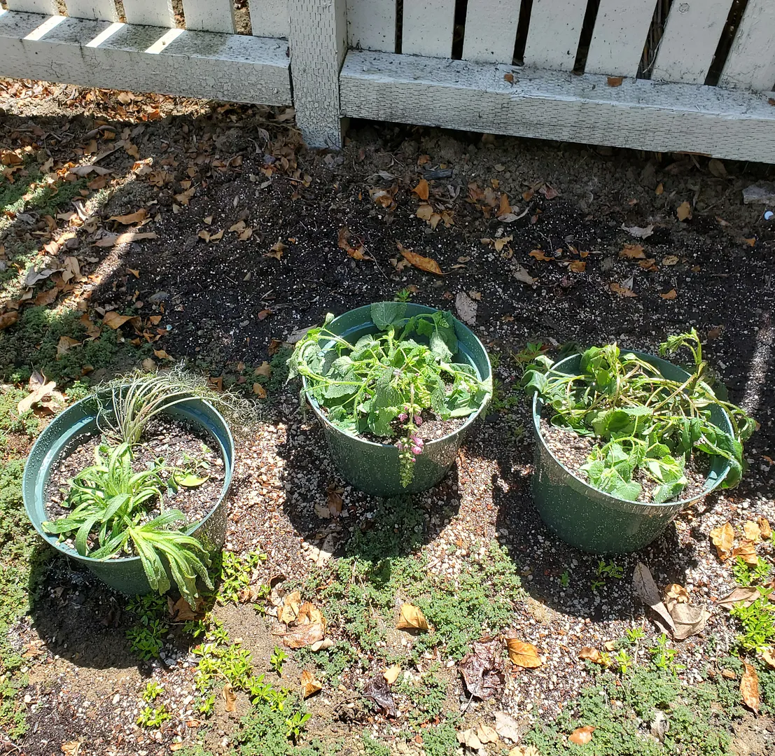Update #9: Today I ended the second half of this project by transplanting the flowers that were previously moved to a Bount…