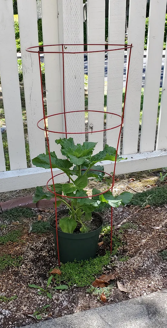 Update #7: All of these were started at the same time in a Farm 12XL. They're now at 32 days. Several will have to go outdo…