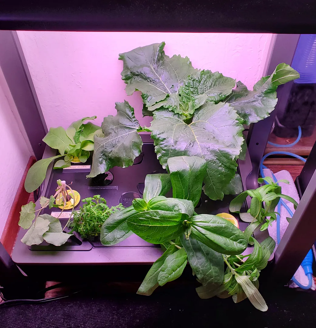 Bee and Hummingbird Flower Seedlings from AeroGarden to Patio