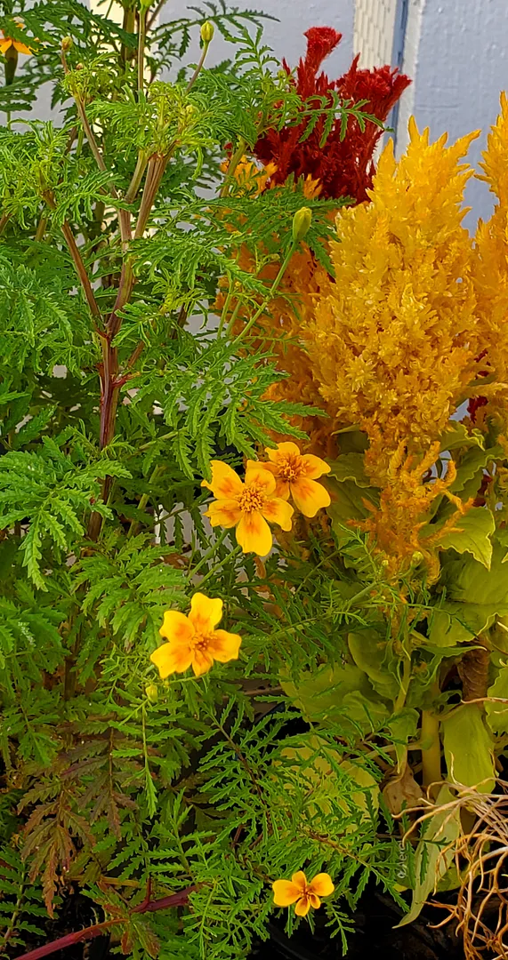 Update #15: The Bee & Hummingbird plants seem to be attracting a few butterflies. Sadly, we don't see anything like the numb…