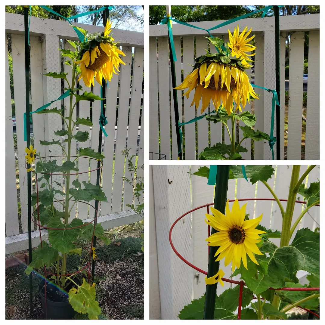 Update #16: The Hummingbird Salvia has been blooming for several weeks, and is looking ratty now. The blooms never open up a…