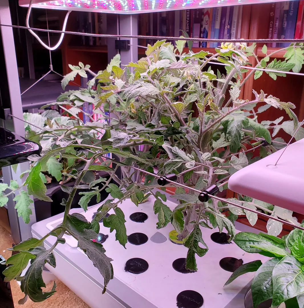 Update #5: Day 50. Tomato! Lights can be raised another 12" or so.