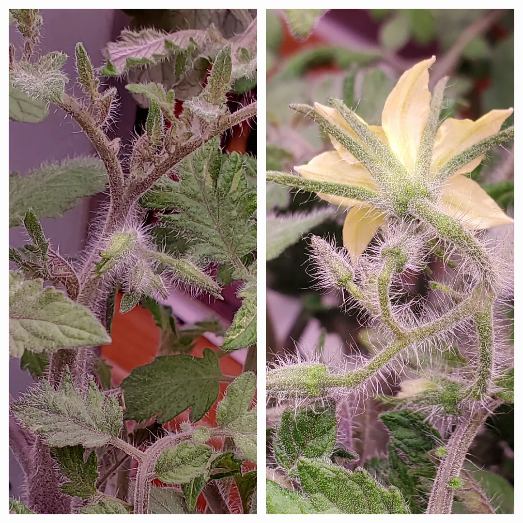 Update #4: Day 42. The Green Zebra plants were too crowded, so I removed all but two that were developing flowers. Didn't t…