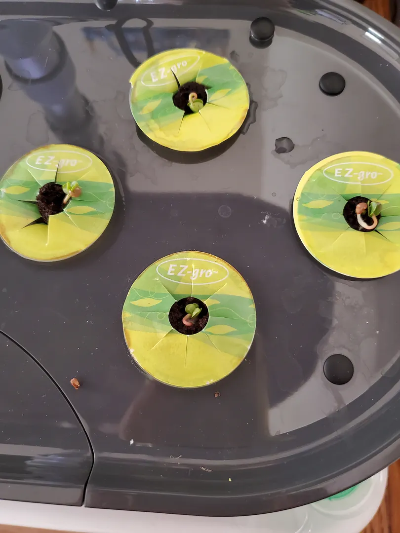 Update #1: It's Day 2, and all of the radishes have germinated. I tried to plant the seeds at the very tops of the sponges.…