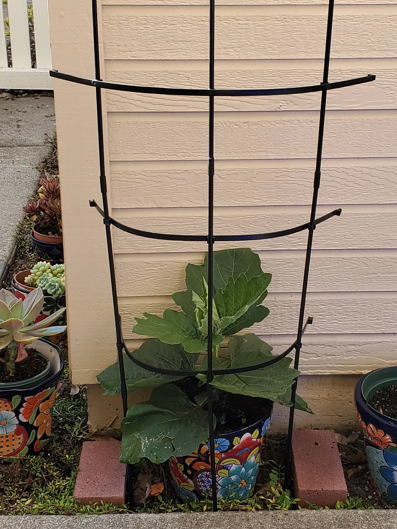Update #12: There are at least two eggplants developing in my Farm 12 XL garden. The one on the left is the baby I've been p…