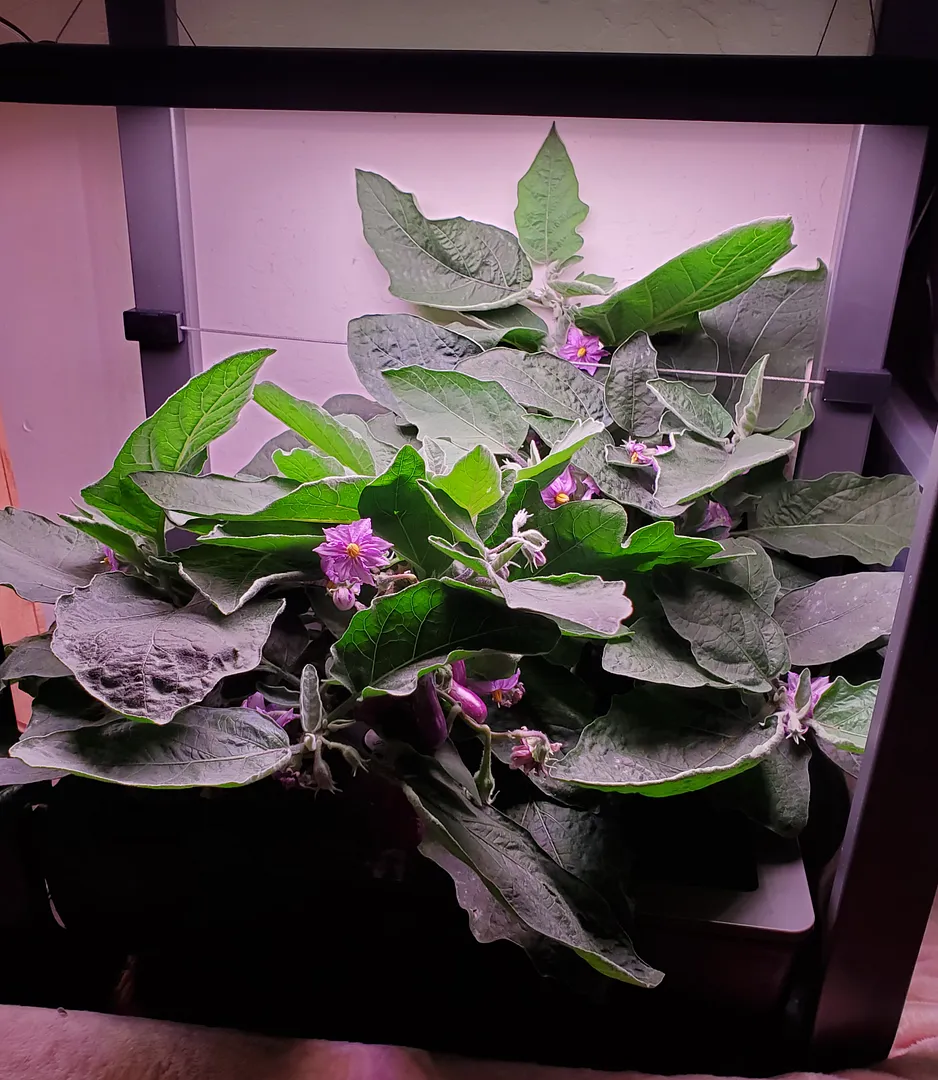 Update #19: It's Day 78, and the Fairy Tale eggplants are busy. As Sher suggested, the double-centered flowers do produce tw…