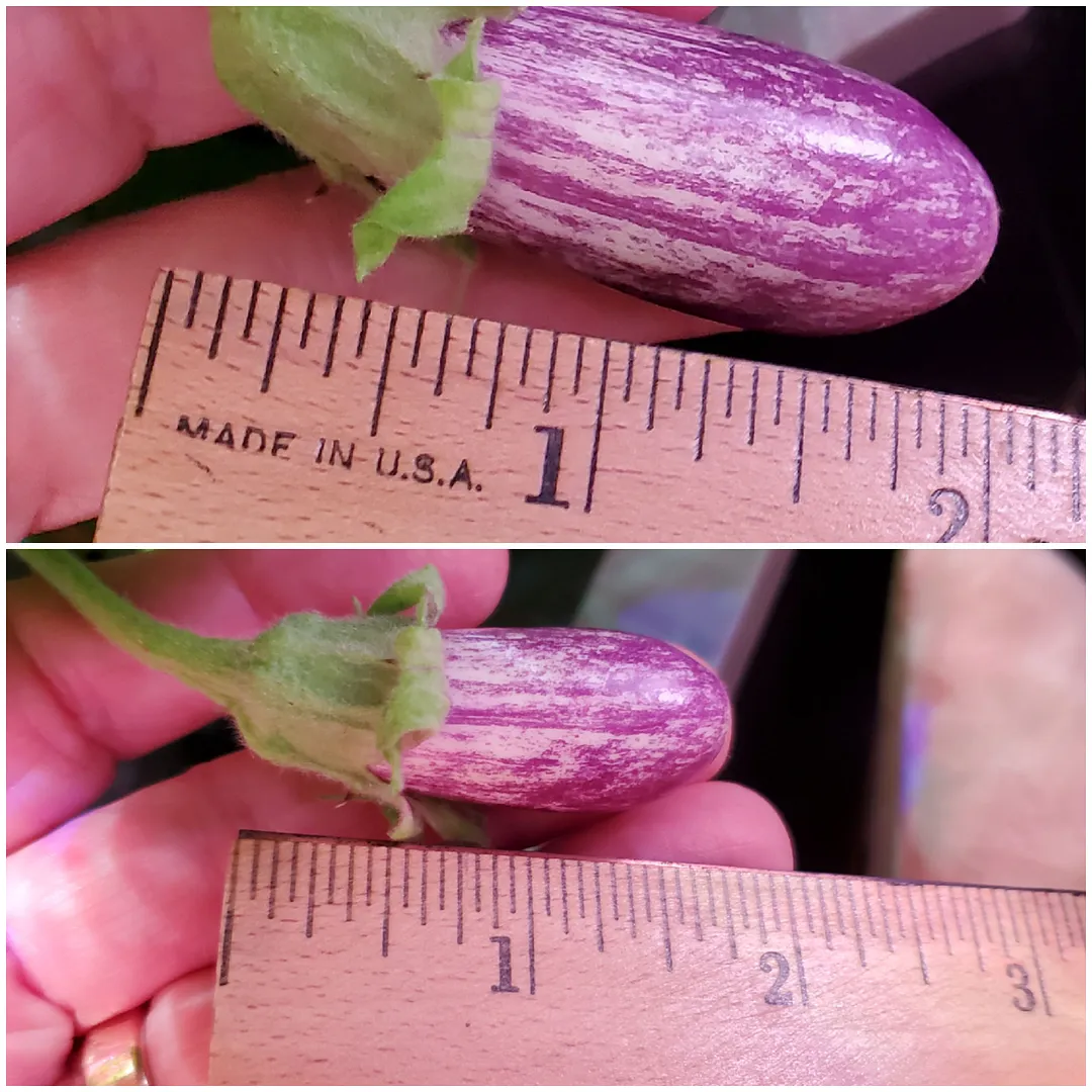 Update #17: Day 73. After today, no more Fairy Tale eggplant photos unless the plants do something really interesting. The f…