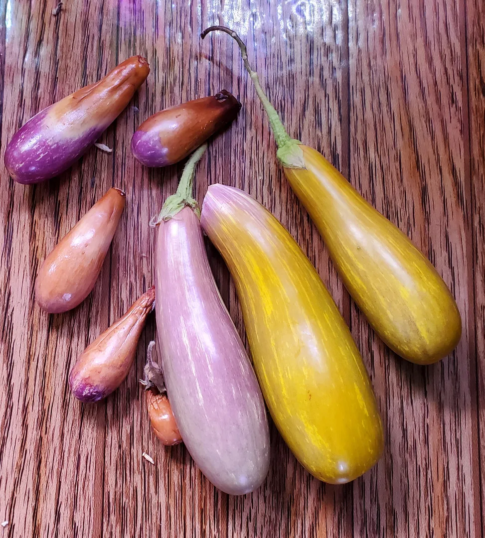 Update #37: Day 295 (9 months and 21 days)The two Fairy Tale eggplants are still flourishing, despite having been neglected …