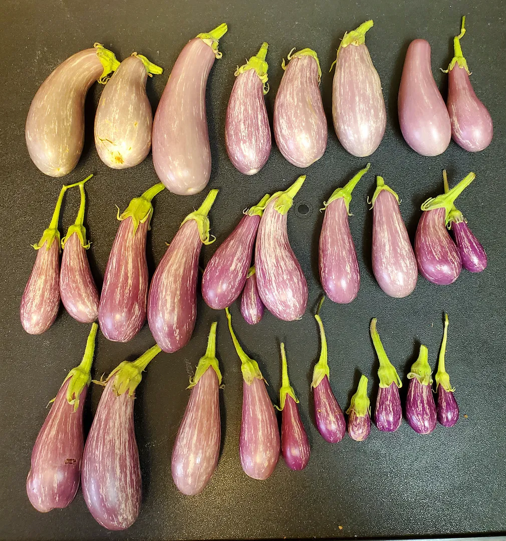 Update #37: Day 295 (9 months and 21 days)The two Fairy Tale eggplants are still flourishing, despite having been neglected …