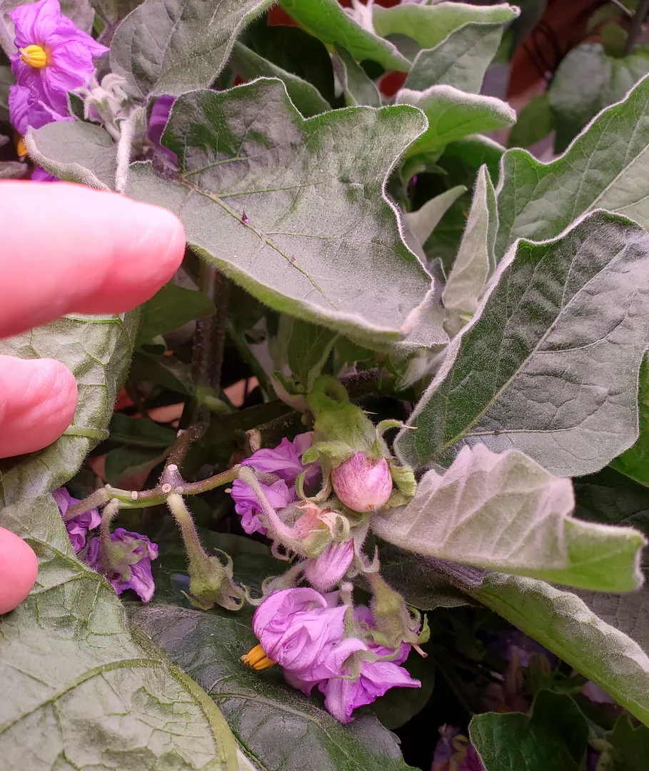 Update #17: Day 73. After today, no more Fairy Tale eggplant photos unless the plants do something really interesting. The f…