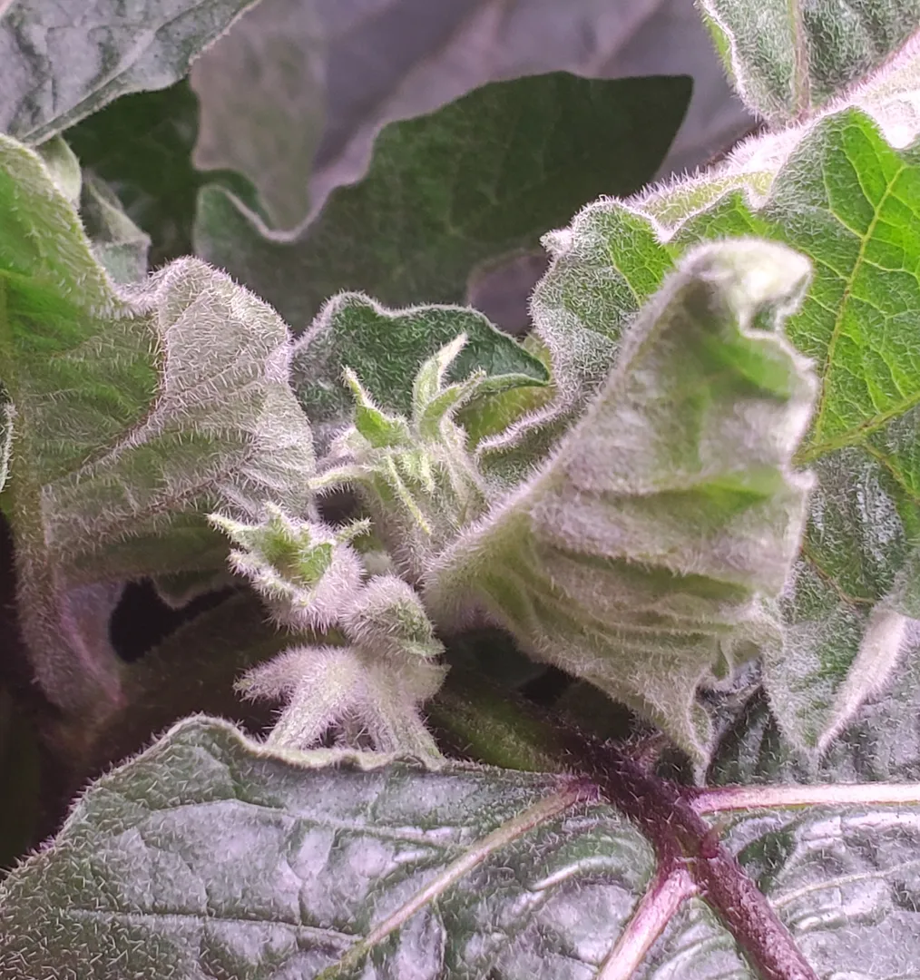 Update #5: It's Day 46, and the two eggplants in the Farm 12 XL have flower buds.The solo plant has buds too, I think.The o…