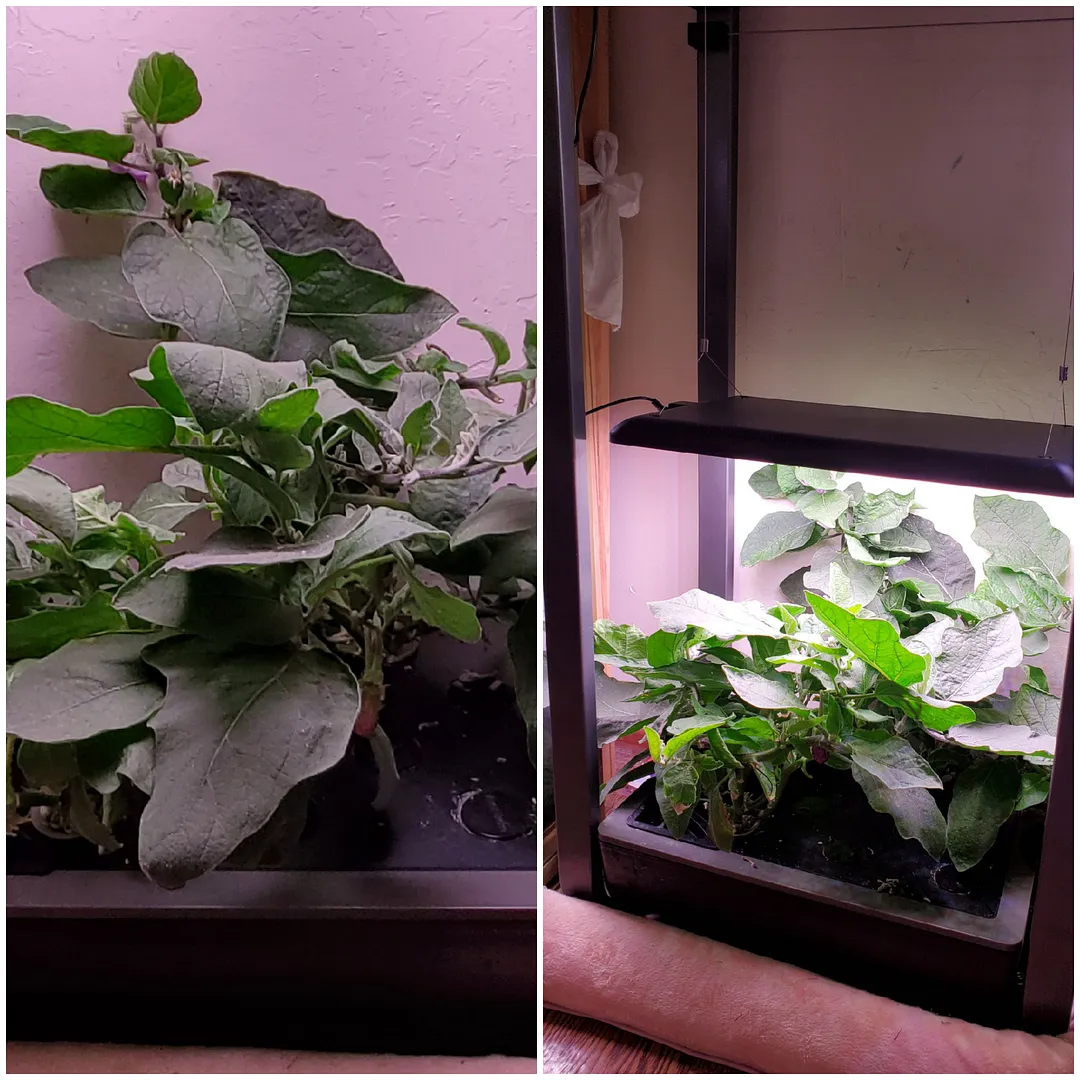 Update #26: Day 123. Although I'd like to replant the two Farms with Fairy Tale eggplants, I'm keeping eggplants going until…