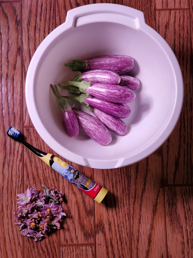 Update #20: Day 81, harvested 10.8 ounces of Fairy Tale eggplants, from three plants. All three have more fruit developing. …