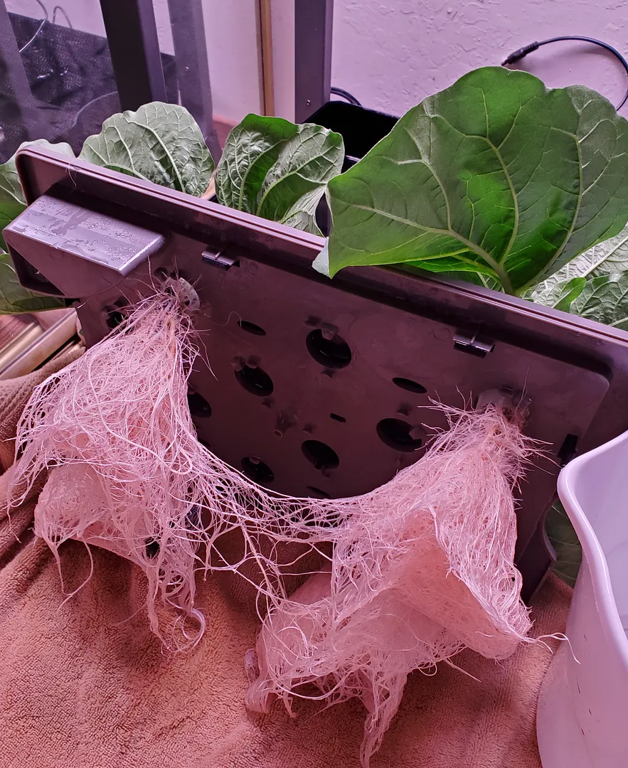 Update #2: Today I decided to take mike 's advice, and thin the Fairy Tale eggplants before they got any bigger. This is Da…