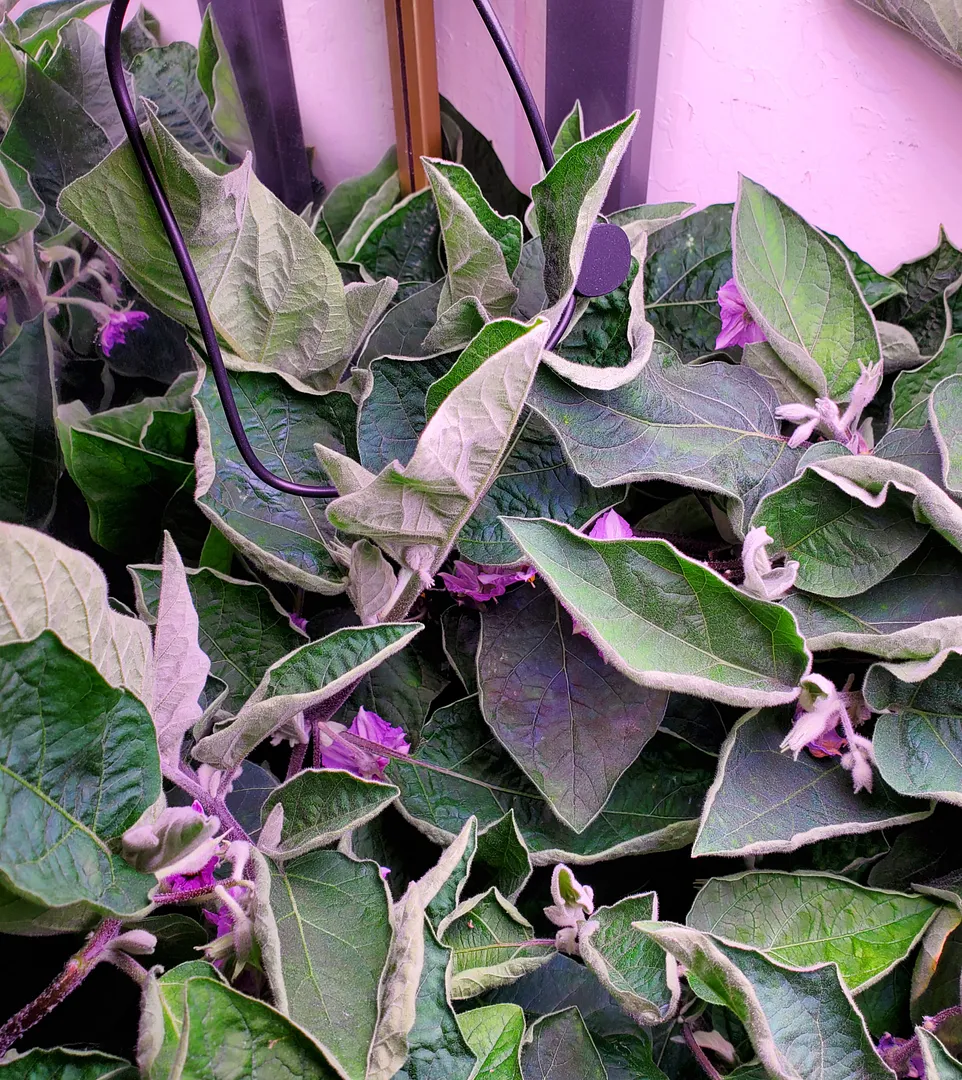 Update #44: Today, after 461 days, I ended the Fairy Tale Eggplant garden. The two plants (aka "the Immortals") were still h…