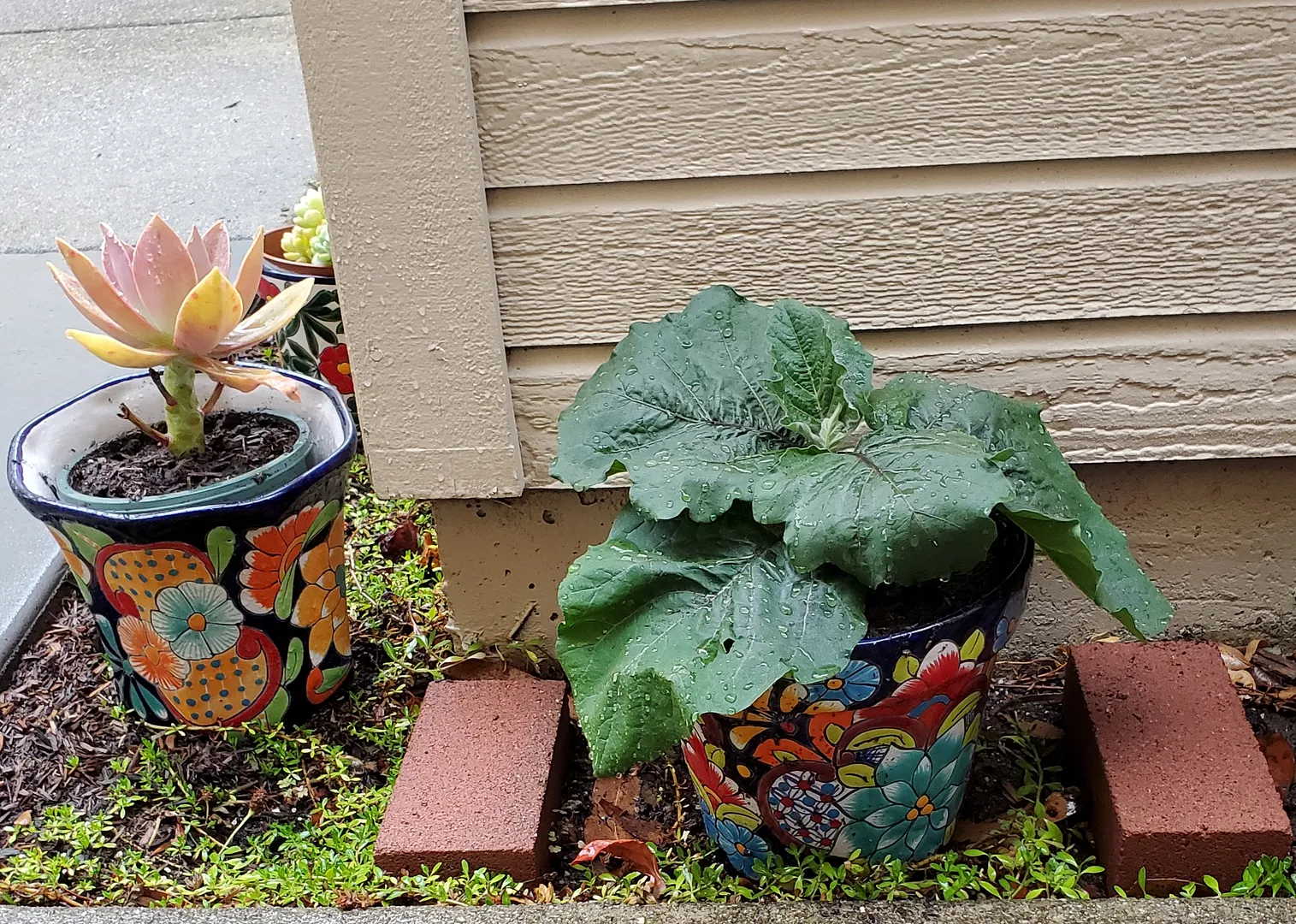 Update #2: Today I decided to take mike 's advice, and thin the Fairy Tale eggplants before they got any bigger. This is Da…