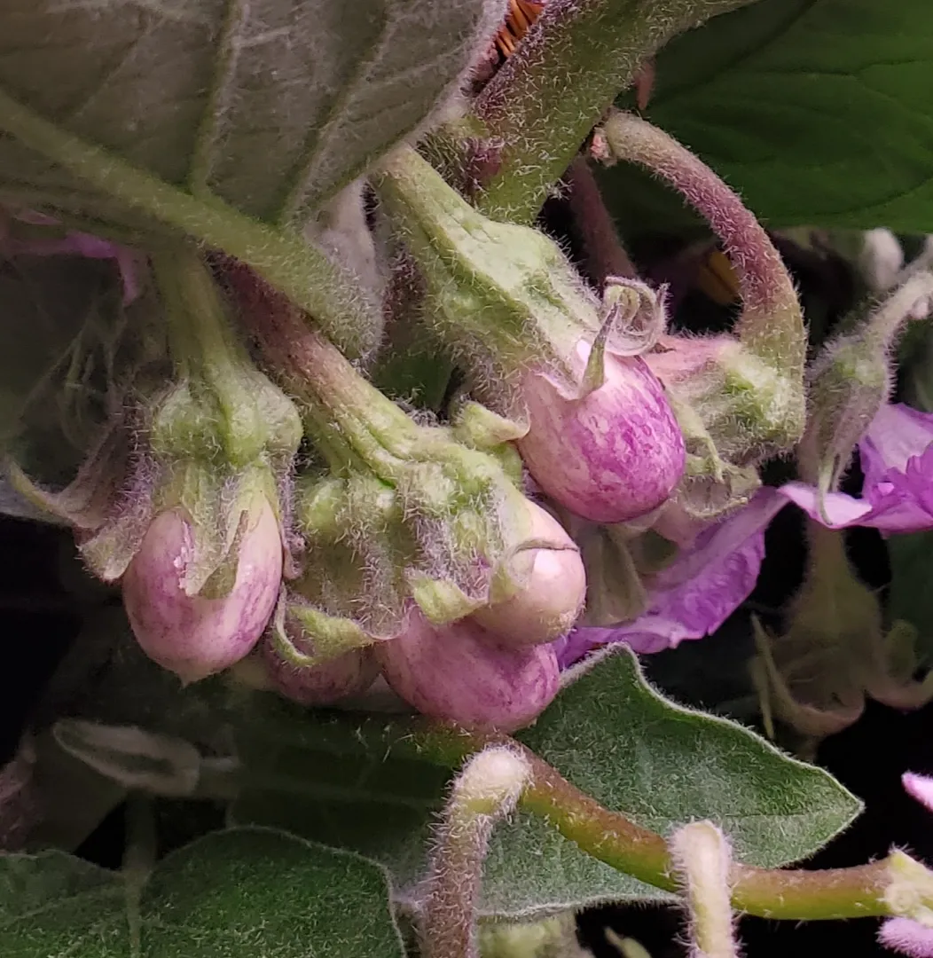 Update #17: Day 73. After today, no more Fairy Tale eggplant photos unless the plants do something really interesting. The f…