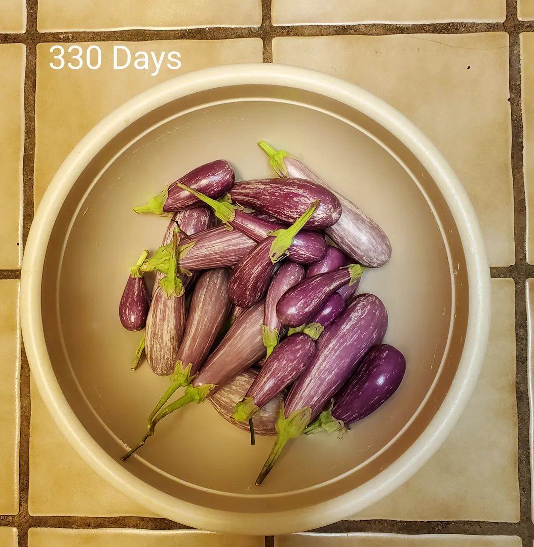 Update #38: Day 330. The eggplants have been neglected--indifferent pollinating and harvesting--but they don't seem to know …