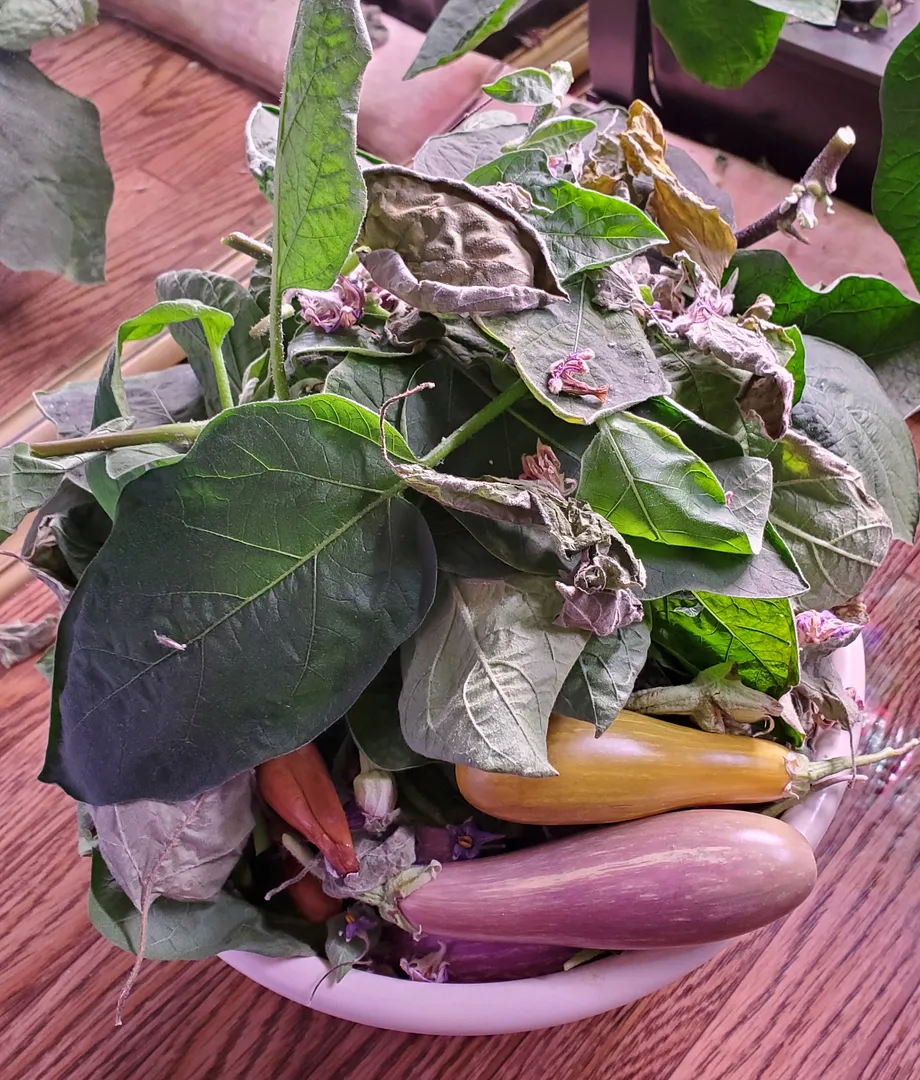 Update #37: Day 295 (9 months and 21 days)The two Fairy Tale eggplants are still flourishing, despite having been neglected …