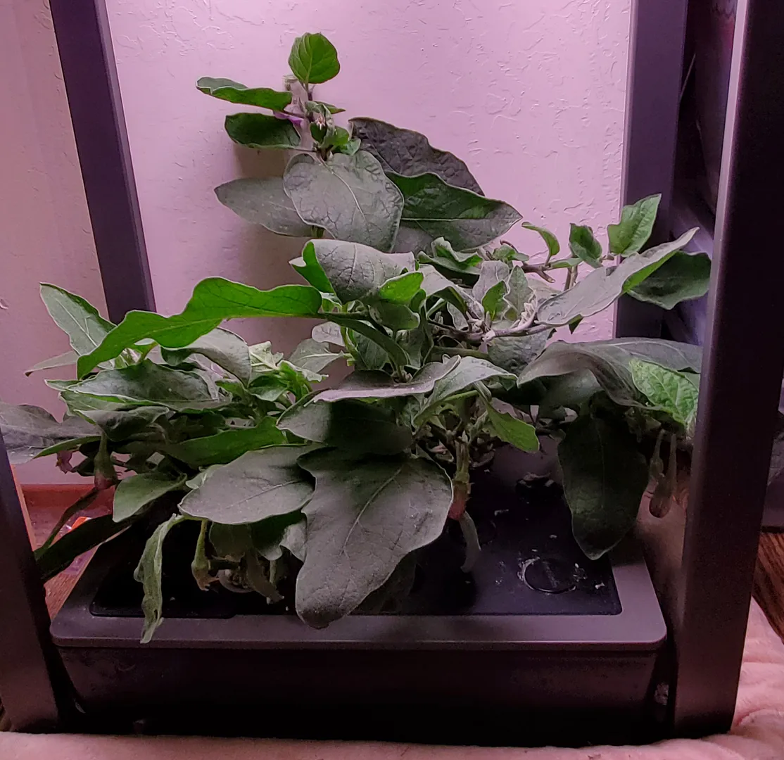 Update #25: Day 109. Today I pruned the Fairy Tale Eggplants in hopes of getting another crop out them. They produced a lot …