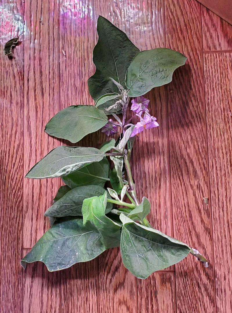 Update #37: Day 295 (9 months and 21 days)The two Fairy Tale eggplants are still flourishing, despite having been neglected …