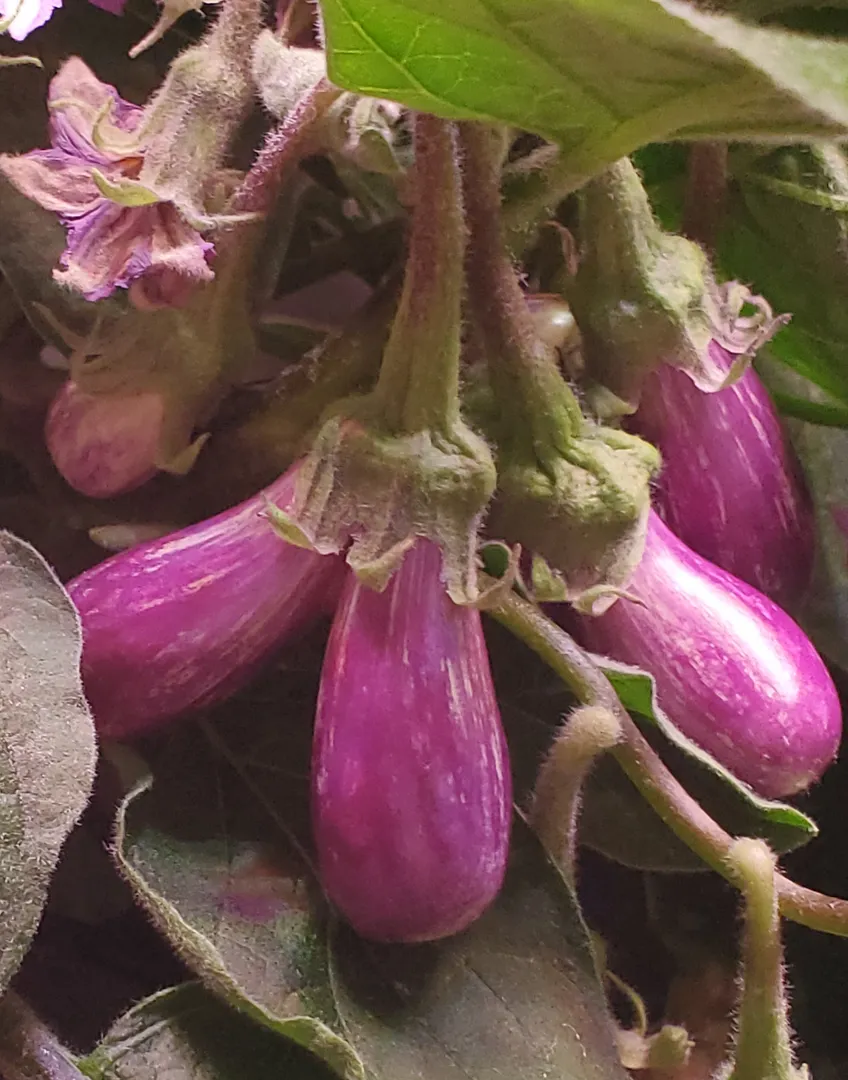Update #19: It's Day 78, and the Fairy Tale eggplants are busy. As Sher suggested, the double-centered flowers do produce tw…