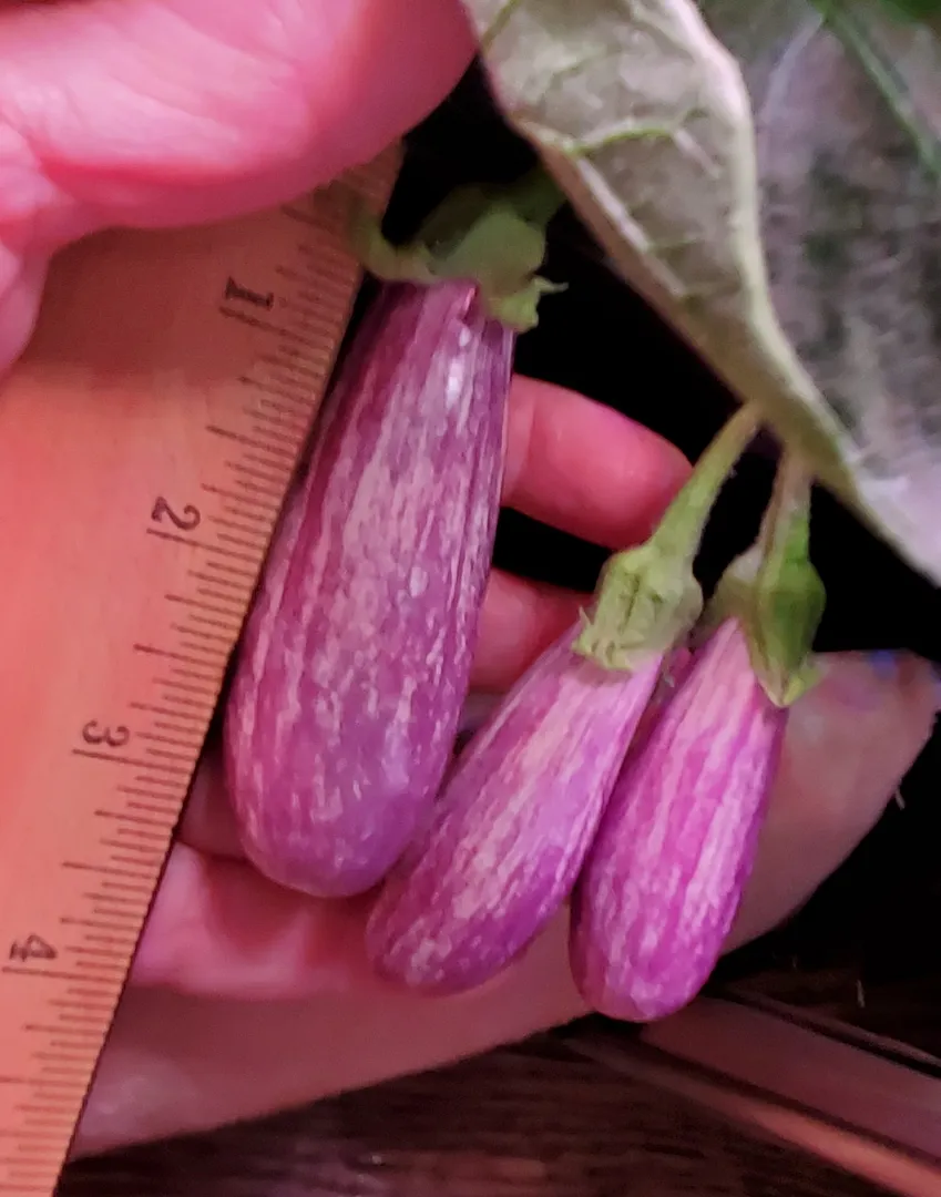 Update #19: It's Day 78, and the Fairy Tale eggplants are busy. As Sher suggested, the double-centered flowers do produce tw…