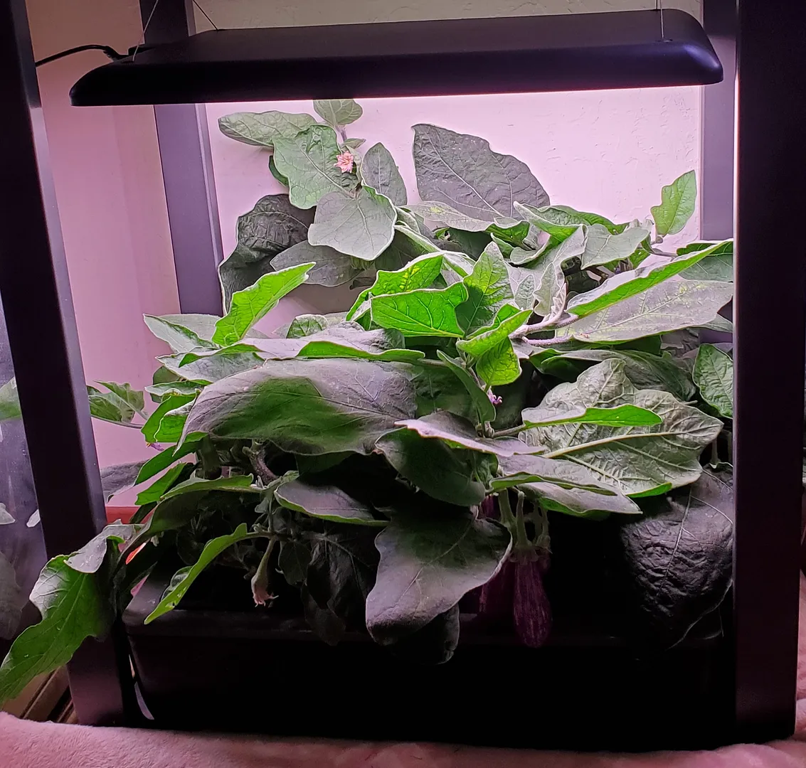 Update #25: Day 109. Today I pruned the Fairy Tale Eggplants in hopes of getting another crop out them. They produced a lot …