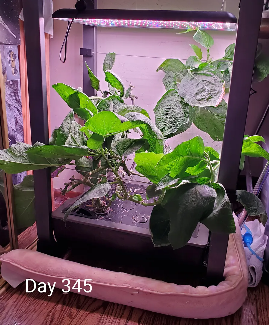 Update #40: Day 345. Today I pruned the two Fairy Tale eggplants, after harvesting another 14 eggplants. Once again, I cut o…
