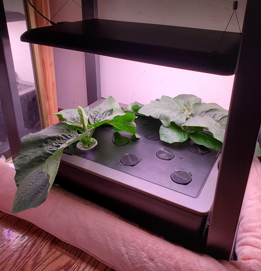Update #2: Today I decided to take mike 's advice, and thin the Fairy Tale eggplants before they got any bigger. This is Da…