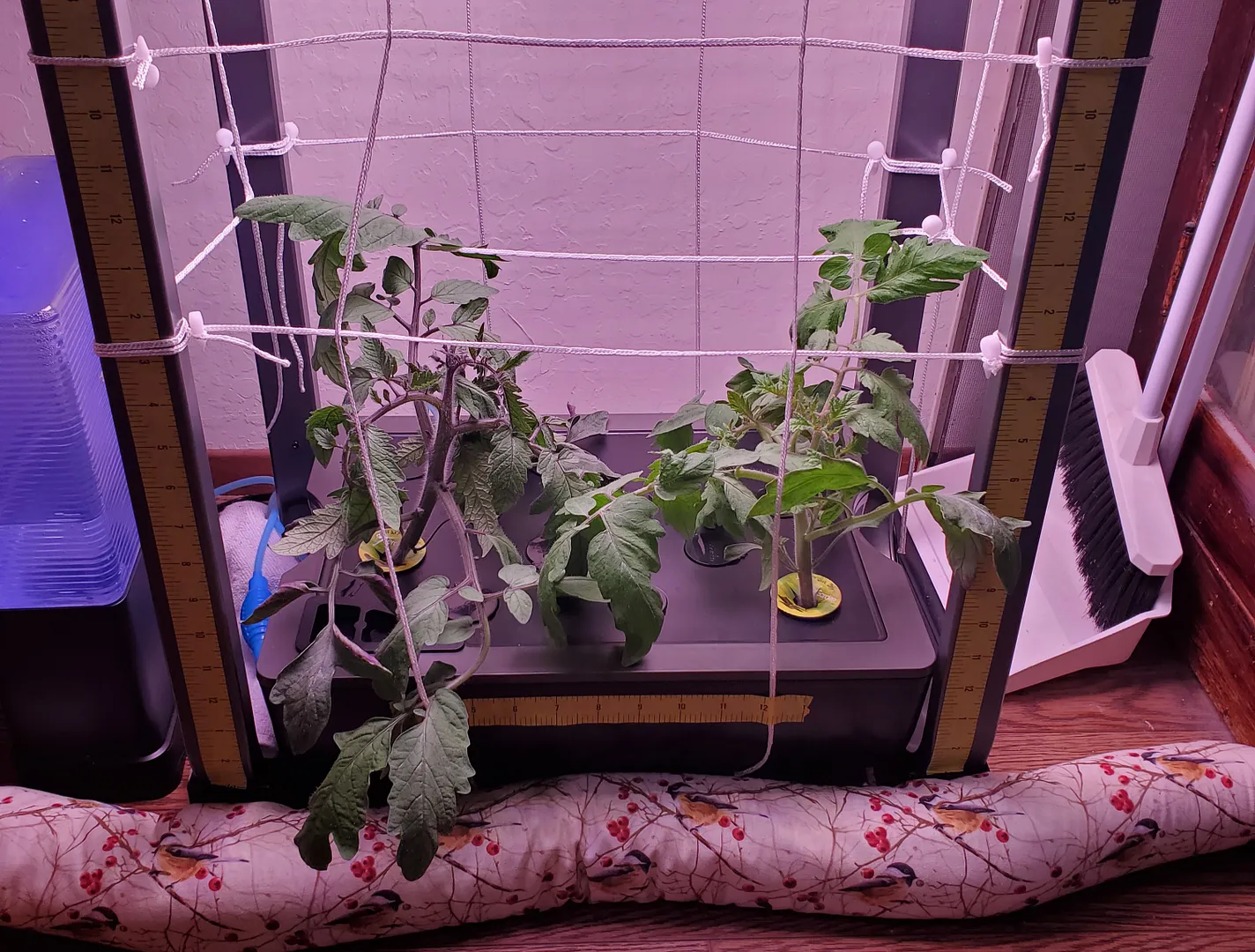 Update #2: Four indeterminate tomatoes in a Farm was clearly too many, so I transplanted two of them outdoors to soil. We'v…