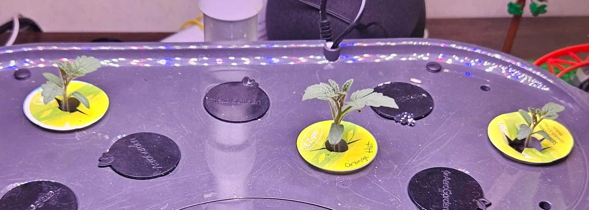 Update #3: Happiness! Both Tennis Ball lettuce seedlings are doing fine. All three Orange Hat seedlings are also fine.