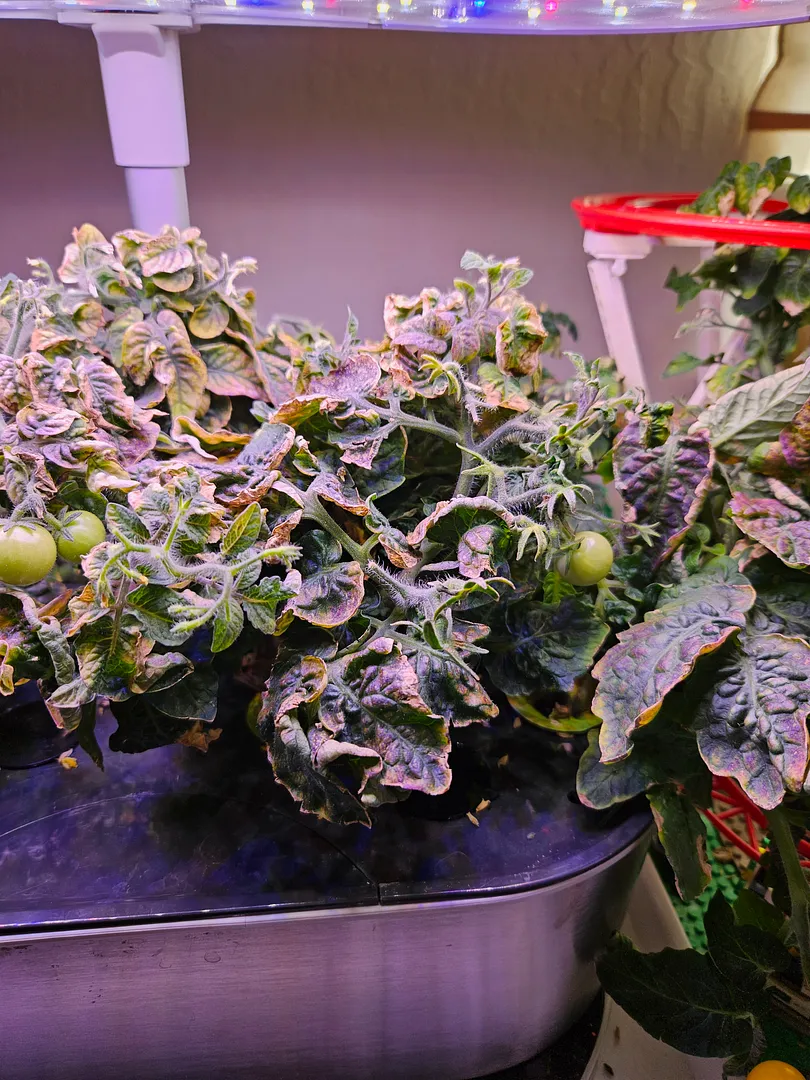 Update #8: Here are the before and after photos of the Orange Hat pruning. I think you can get the general idea. I took off…