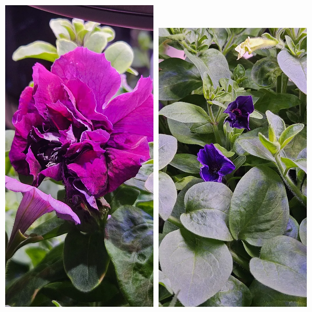 Update #77: Not too shabby for 2-year-old seeds!Colors are purple, pink, red, coral and yellow. They are "Shock Wave" and "E…
