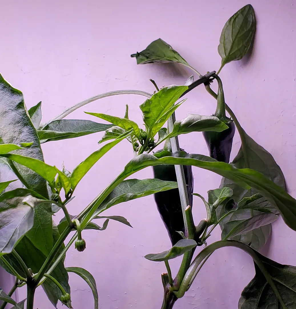 Update #32: The Poblanos looked like this in December, and they look pretty much the same now (1/17/22). However, I've remov…