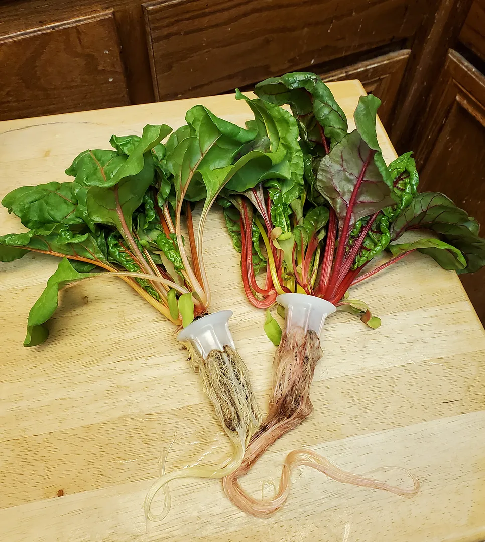 Update #39: The Blazing Banana and Shishito peppers are doing well, now that the weather has cooled off and the room isn't a…