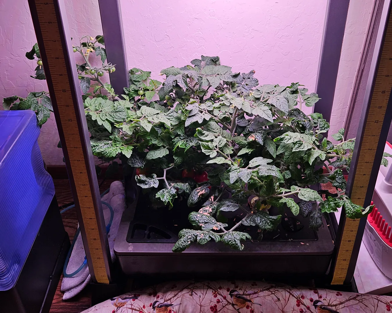 Update #72: The proof is in the pudding: On 11/10, I aggressively pruned the Veranda Reds in a Farm 12XL, and predicted that…
