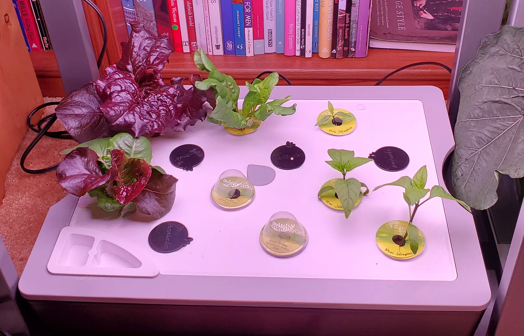 Update #11: My Poblano peppers are growing slowly, though they are beginning to produce blooms.The Banana and Bell peppers i…