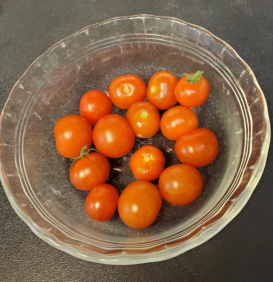 Update #46: Here are a couple of AG photos taken today. The first is my pepper farm (Burpee Mocha Swirls, Burpee Poblano, Or…