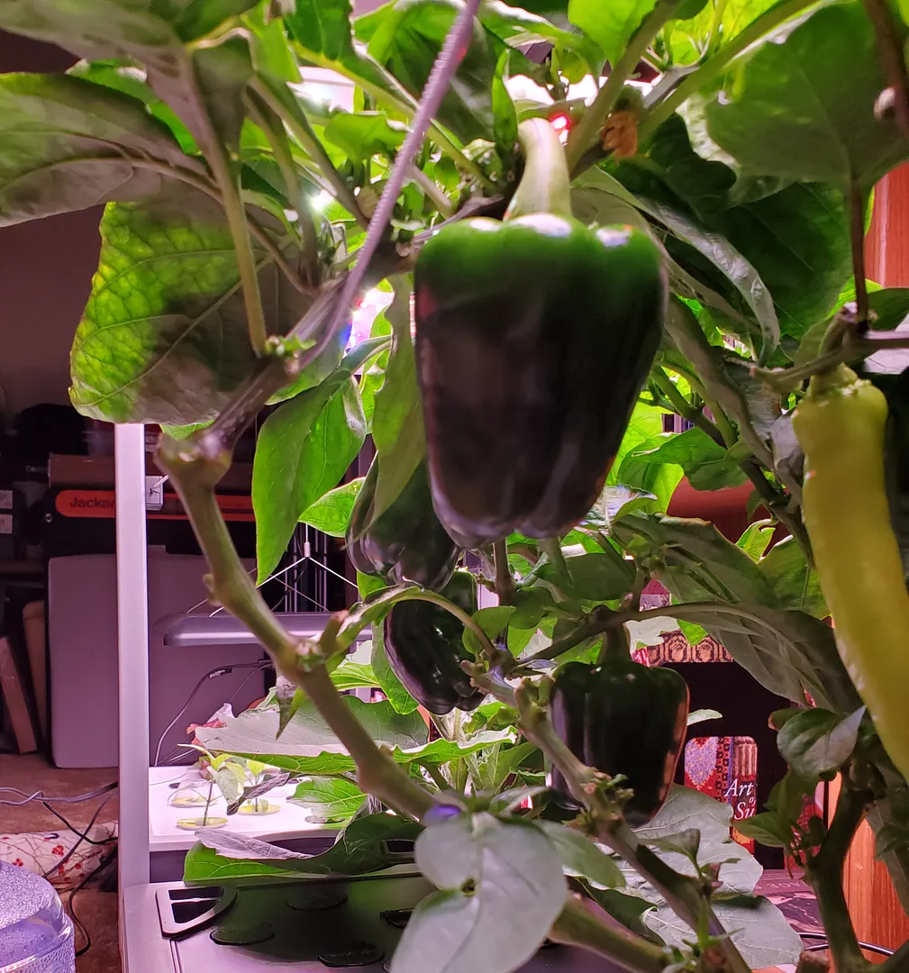 Update #11: My Poblano peppers are growing slowly, though they are beginning to produce blooms.The Banana and Bell peppers i…