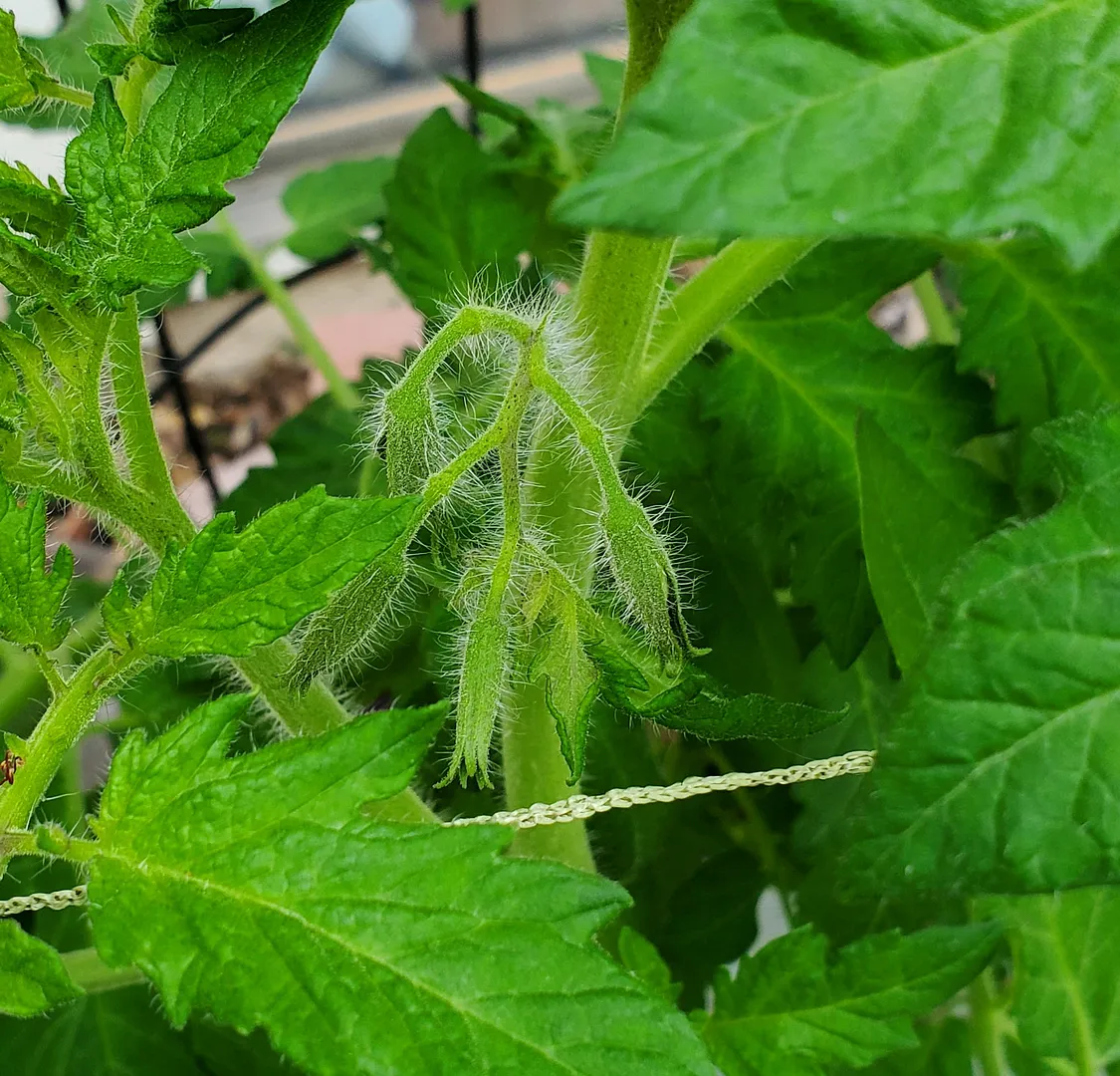 Update #58: The Green Zebra seedlings that went outdoors to an Earth Box are doing great. They are about 18" high now--maybe…